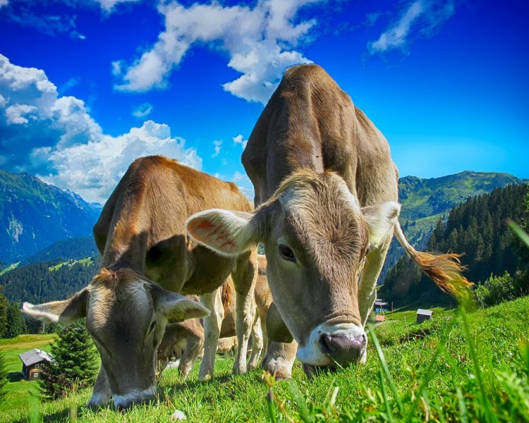 Hvorfor er oksekød dårligt for miljøet?